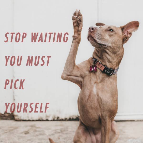 stop waiting, opportunity, pick yourself, dogs, decisions